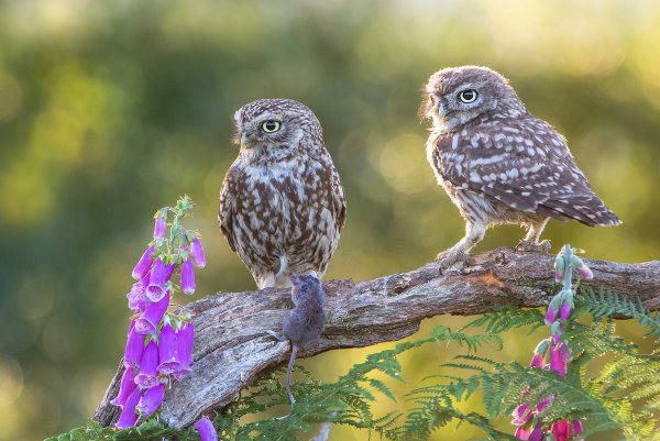 Совы нежные