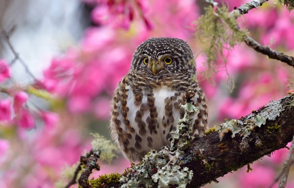 Сыч весенний