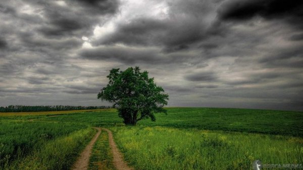 Пасмурная природа