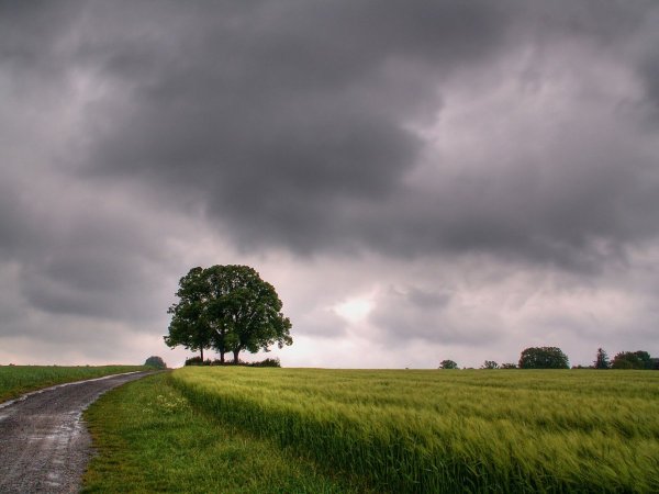 Пасмурное лето