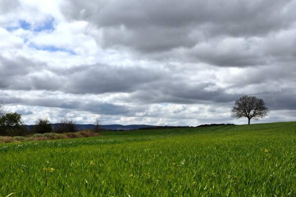 Пасмурный летний день