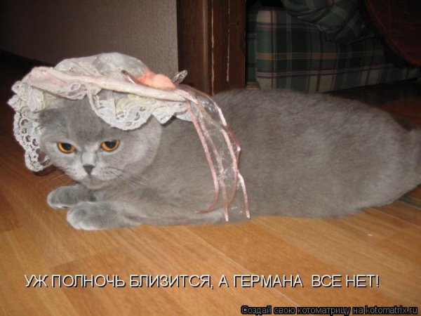 Жалюзи и коты