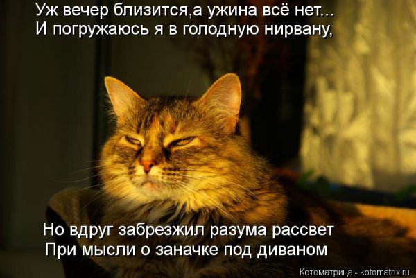 Кот Виталий талия