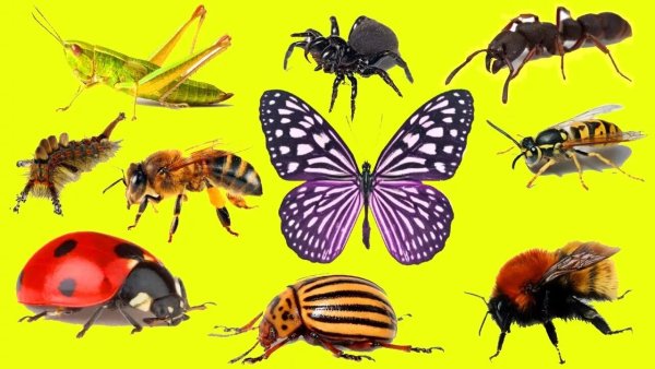 Насекомые для детей