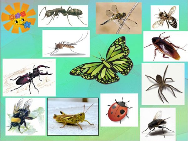 Насекомые для дошкольников