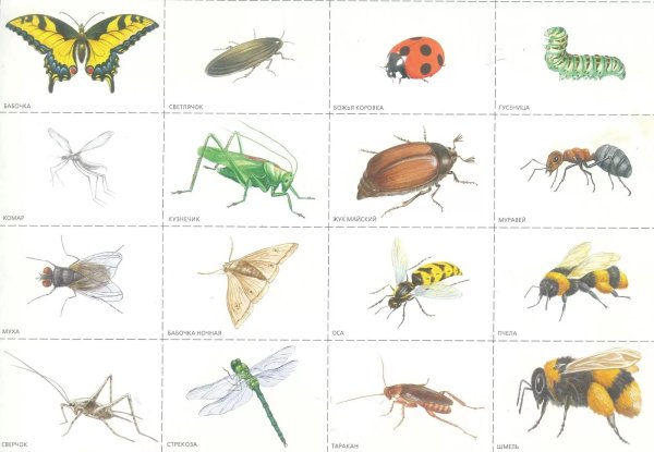 Насекомые для дошкольников