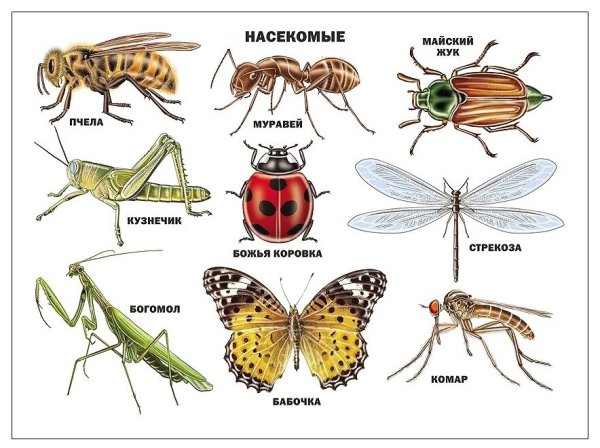 Насекомые и ихнащвания