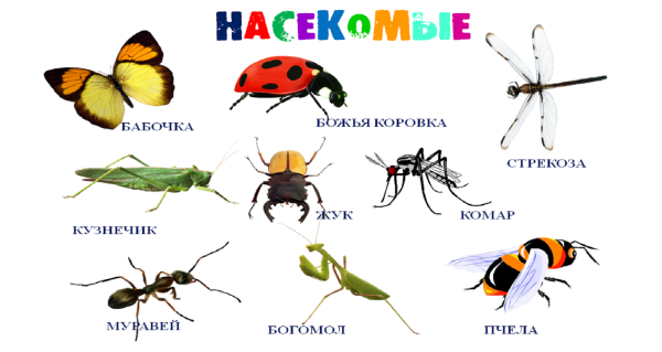 Насекомые названия