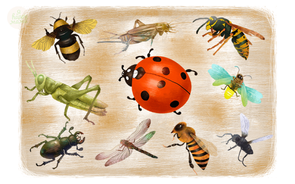 Насекомые для дошкольников