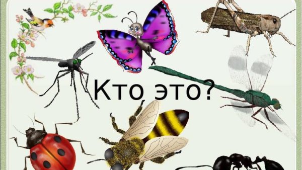 Насекомые для дошкольников