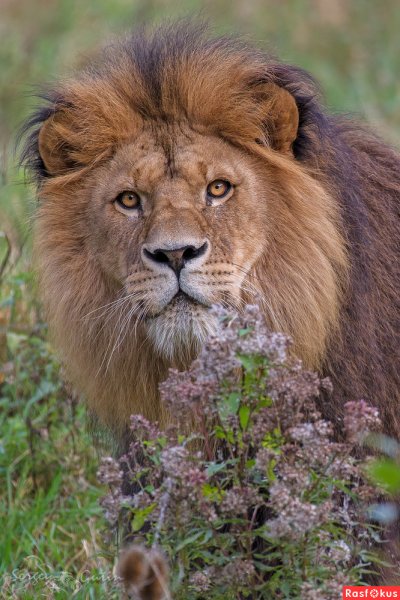 Лев фото