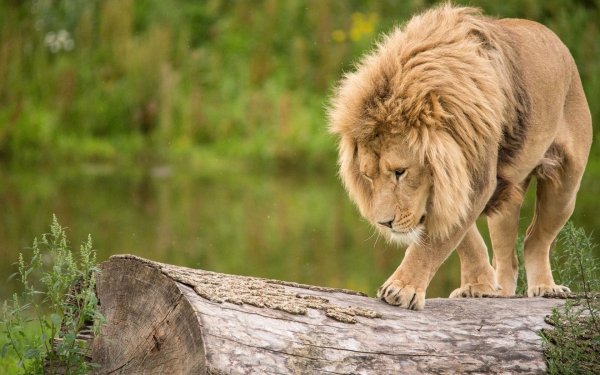 Животные Лев