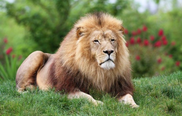 Картинки на рабочий стол Лев