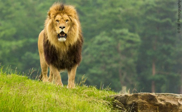 Обои на рабочий стол Лев