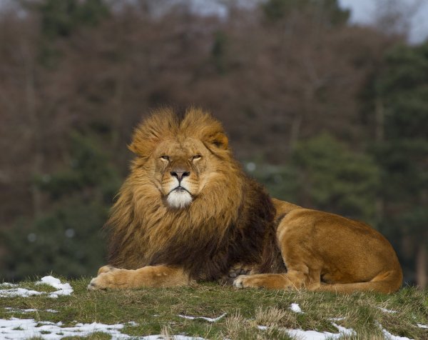 Лев картинки