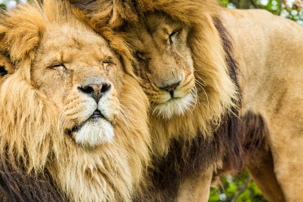 Темногривый Лев