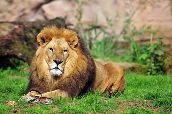 Красивый Лев