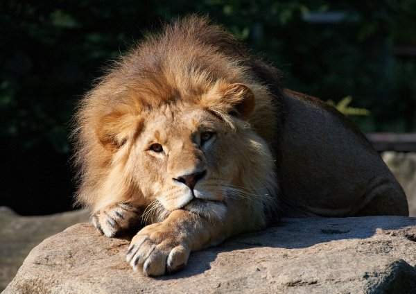 Средневосточный Лев