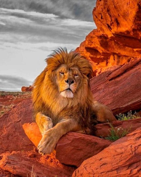 Король Лев фильм 2019