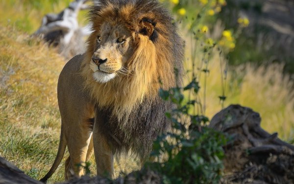 Лев сидит на скале