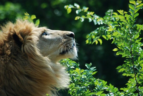 Самый красивый Лев