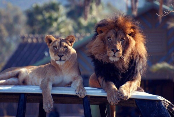 Львица в далеке