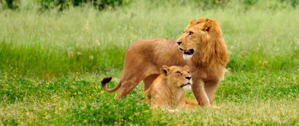 Красивый Лев