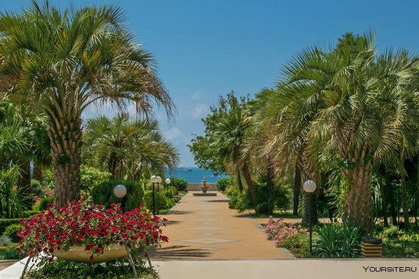 Сочи пальмы Имеретинка