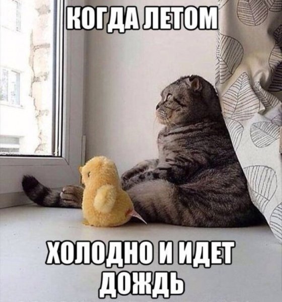 Смешные высказывания про Холодное лето