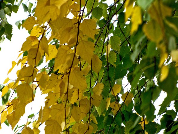 Арсений Тарковский вот и лето