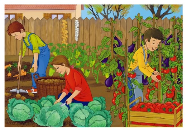 Сюжетная картинка огород