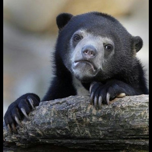 Грустный медведь Мем