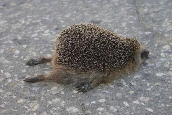 Надежда Румянцева девчата