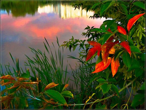 Добрый вечер ромашки