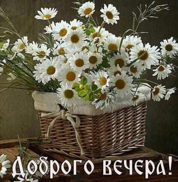 Полевые цветы на рассвете