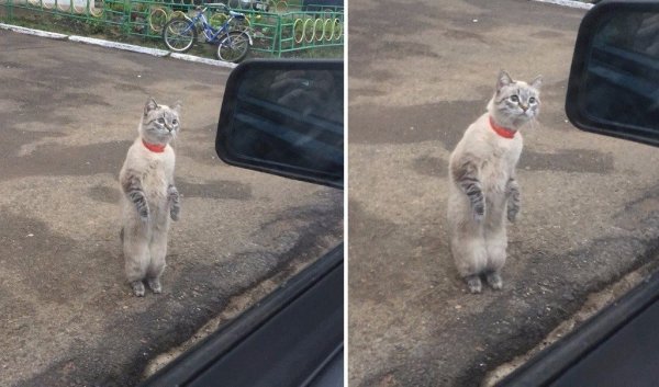 Кирилл дебил