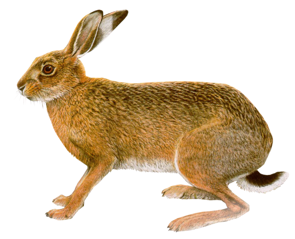 Заяц Русак на белом фоне