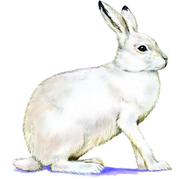 Заяц Беляк на белом фоне