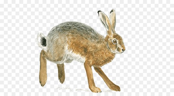 Заяц Русак на белом фоне