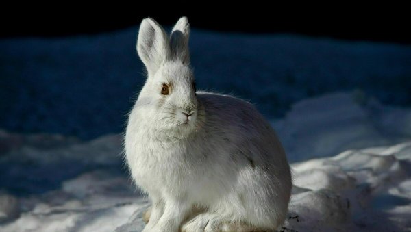 Заяц Беляк Кивач