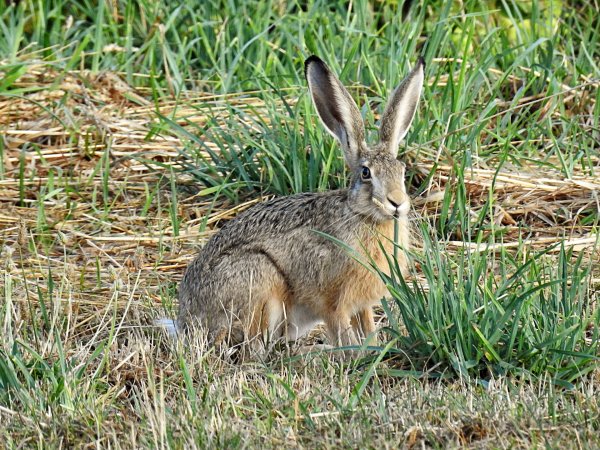 Зайцеобразные Русак