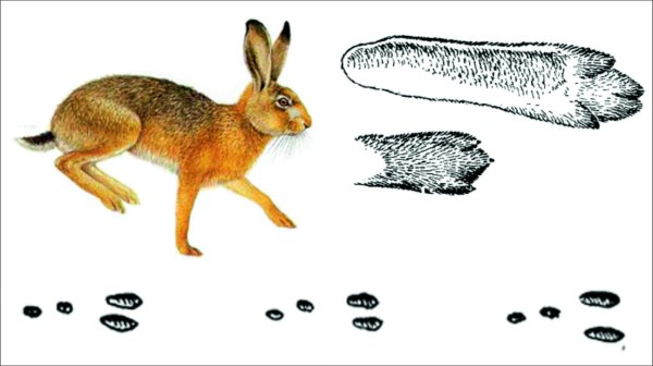 Следы зайца русака