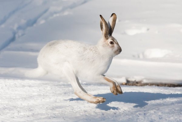 Заяц Беляк Беляк