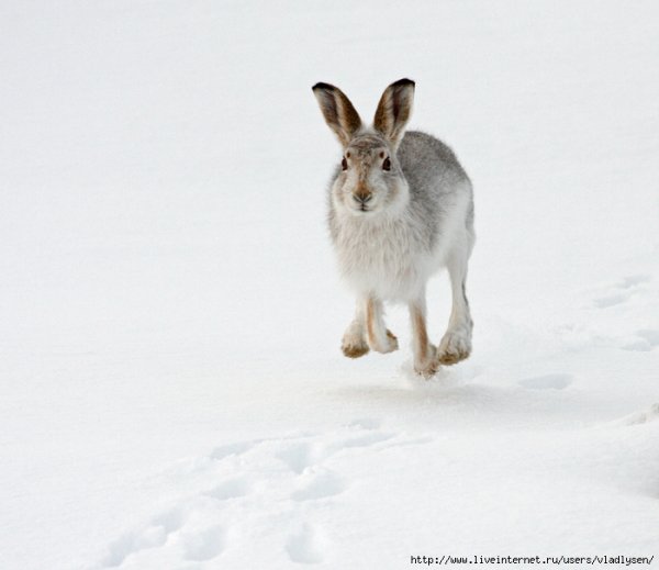 Беляк Русак Тумак