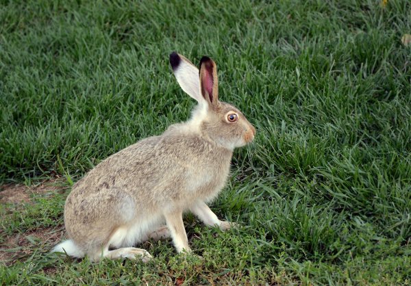 Заяц Русак Беляк Тумак