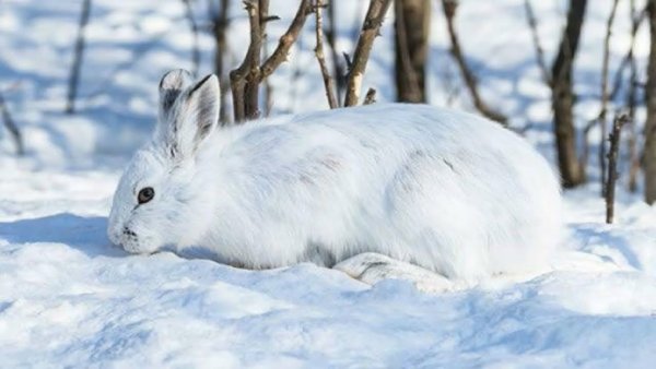 Покровительственная окраска заяц Беляк