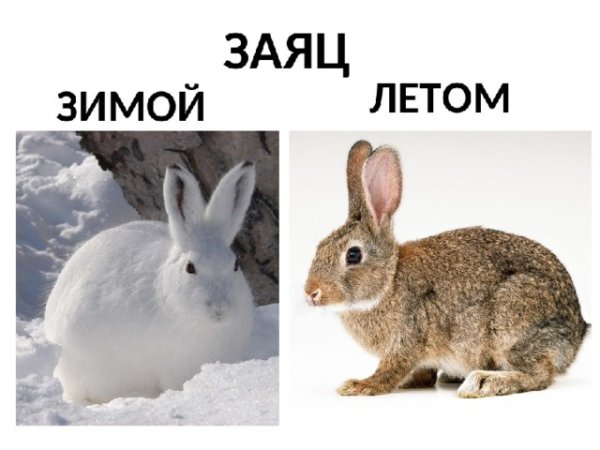 Заяц зимой и летом