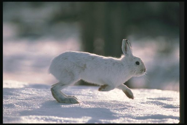 Животные лесотундры заяц Беляк