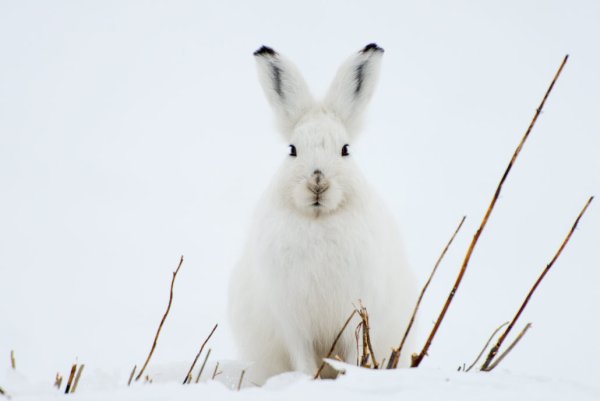 Заяц Беляк для детей