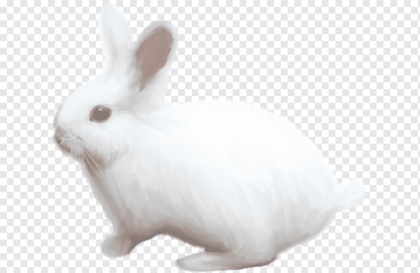 Заяц Беляк на белом фоне